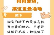 了解狗狗感冒发烧的症状及应对方法（保护宠物健康，从症状了解开始）
