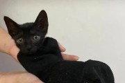 揭开猫屁眼黑色物质的真相（宠物猫的健康问题，黑色颗粒的成因和预防）