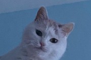 探究猫为什么容易翻脸（揭秘猫咪情绪变化的原因与应对之道）
