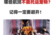 宠物托运指南（飞机旅行中的宠物托运技巧及运输限制规定）