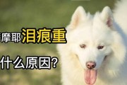 消除萨摩耶犬泪痕的5个有效方法（告别难看泪痕，让你的萨摩耶犬重获清澈明亮的眼睛）
