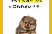 狗狗喘气急促的原因及应对方法（探寻狗狗喘气急促的根源，提供有效的解决方法）