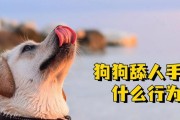 为什么狗狗喜欢舔人？（探索狗狗舔人的原因及背后的意义）