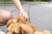 如何解决狗狗小时候咬人问题（应对狗狗咬人问题的有效方法，让宠物与主人和谐相处）
