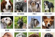 《如何给狗起个好听的名字？》（名字大全，让你的狗成为最时髦的宠物）