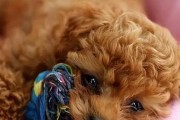 泰迪犬（探寻泰迪犬身上那些迷人的杂毛）