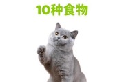 养英短的注意事项（打造健康快乐的英短宠物生活）