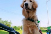 如何驯服金毛犬的技巧（用爱和耐心训练你的忠诚伙伴）