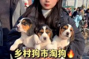比格犬的成长周期及关键时期（揭秘比格犬成长的秘密，了解关键时期如何照顾）