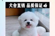 揭秘以比熊（以比熊究竟算不算小型犬？）