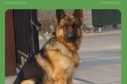 德国牧羊犬25天的饲养指南（选择合适的德牧幼犬喂食方式及正确的饲养方法）