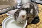 猫咪夜里该不该吃猫粮？（夜里的猫咪需要额外的食物补充吗？）