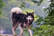 狗咬了，你可以吃什么？（以给狗咬了能吃什么为主题的食物指南）