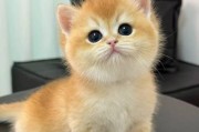 宠物店里最便宜的猫是哪一种？（探索宠物店中价格最亲民的猫咪品种）