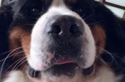 狗狗生了多久后吃饭？（科学喂养宠物狗的时间表）