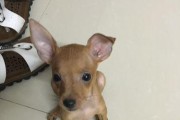 小鹿犬的饲养方法（打造健康快乐的宠物生活）