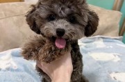 贵宾狗的成年期及养护知识（贵宾狗成年时间、成年后的饮食和运动需求、成年期健康维护）