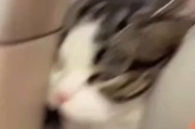 猫的嗜睡之谜（揭秘猫咪为什么喜欢睡觉）