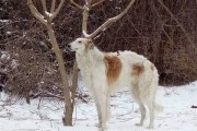 如何正确饲养苏俄猎狼犬（全面指南带你了解猎狼犬的饲养方法）