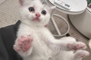 探秘美短猫的品种特点与魅力（了解美短家族，探寻每个品种的独特之处）