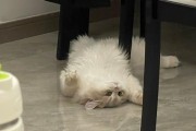 三个月大猫咪拉肚子怎么办？（了解原因并给予适当的药物治疗可以帮助猫咪恢复健康）