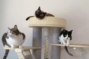 了解猫的性格特征，探索它们神秘的内心世界（揭开猫咪的秘密）