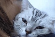 宠物猫的记忆力（猫咪的记忆时间、记忆方式及训练方法）