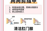 狗狗运动后多久可以洗澡？（探讨狗狗运动后洗澡的最佳时机）