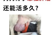 狗的寿命之谜（揭秘狗的生命周期及其寿命探究）