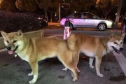 法斗与其他品种狗狗的交配可能性（探索法斗犬的亲缘关系，挖掘交配可能性）