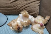 狗绝育的益处和注意事项（保护伴侣动物健康、预防繁殖问题的关键）