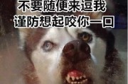 狗咬了能吃什么东西补？（以食疗的方式为狗提供适当的补充）