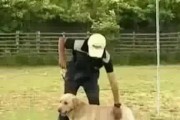 泰迪训练大小便的方法（培养泰迪狗狗定点大小便的秘诀）