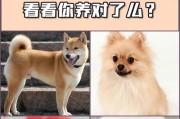 贵宾犬饲养指南（学会如何饲养贵宾犬，成为犬舍专家）