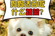 小狗的饮食营养需求与合理饲养方法（探索小狗饮食的关键要素与注意事项）