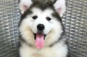 阿拉斯加幼犬价格打动不了顾客的心（为何700元的价格无法吸引购买者？）