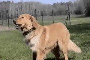 养金毛的利与弊（金毛犬的优势和不足以及养犬需谨慎）