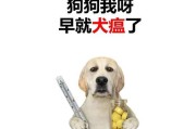 狗瘟（了解狗瘟的传播途径、症状及预防方法）
