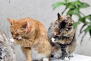 猫为什么吃饱了就洗脸（揭秘猫咪洁身自好的秘密）