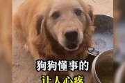 小狗的懂事之路（探寻小狗成长中的智慧与进步）