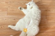 猫的睡姿对健康有何影响？（探讨猫咪不同的睡姿及其对身体的益处）