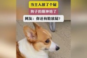 为什么狗会害怕放屁声？（探究狗对放屁声的恐惧原因和应对方法）