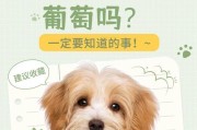 狗狗的健康饮食（为你的宠物提供适量的水果，让它保持健康活力）