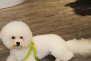 为什么比熊狗会发抖（探究比熊狗发抖的原因及处理方法）