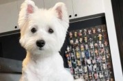 为什么狗会害怕石头？（狗对石头的恐惧源于本能的逆反性反应）