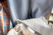 小猫3个月大应该吃什么？（营养均衡的食物是小猫成长的关键）