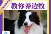 如何训练你的边境牧羊犬（建立互信关系，掌握基本技能，让它成为你的最佳伙伴）