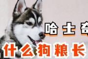 小哈士奇的饮食指南（探索小哈士奇的健康饮食，了解它能吃哪些东西）