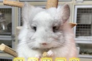 龙猫真菌感染的原因与预防方法（揭秘龙猫感染真菌的危害和应对策略）