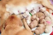 金毛犬为什么不能喝牛奶？（探究金毛犬不能饮用牛奶的原因及其影响）